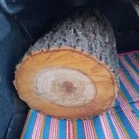 چهار تراش تار زردالو