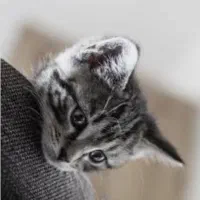 واگذاری گربه ماده به شرط واکسن