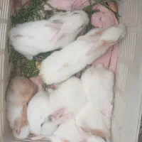 بچه خرگوش