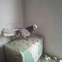 کبوتر شازده همشون قیمتهاشون فرق داره|پرنده|ایلخچی, |دیوار