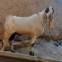 بز غاله پاکستانی|حیوانات مزرعه|ضیاء آباد, |دیوار