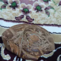 سنگ قیمتی|کلکسیون اشیاء عتیقه|گنبد کاووس, |دیوار