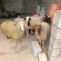 فروش شک داشتی