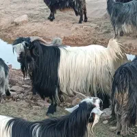 بعده‌فروشی|حیوانات مزرعه|ایذه, |دیوار