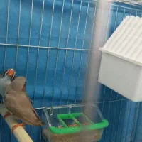 فنچ مولد|پرنده|نجف‌آباد, امیرآباد|دیوار