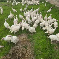 بوقلمون بیوتی B6|پرنده|سنگر, |دیوار