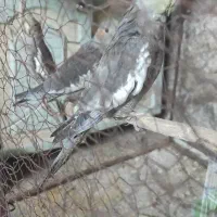 سه عدد عروس هلندی وحشی به فروش میرسد|پرنده|کوهبنان, |دیوار