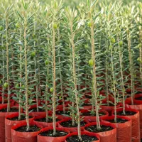 نهال زیتون مانزانی مرغوب ارسال رایگان