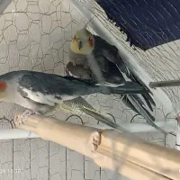 دوتا عروس هلندی