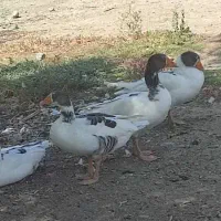 تعدادی غاز