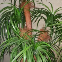 گل مصنوعی رنگ سبز