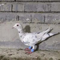 کبوتر سار ماده