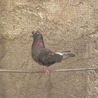 کفتر ماده روزگاری