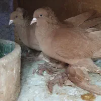 راعبی ( رواعب ) زرد جوان|پرنده|ماهدشت, |دیوار