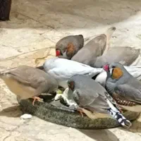 فنچ  انگلیسی  کینگ