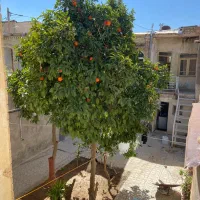 فروش خانه تاریخی و سنتی دارای ارزش|فروش خانه و ویلا|شیراز, لب آب|دیوار