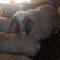 قوچ اصل دار