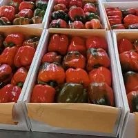 استخدام نیرو بسته بندی فلفل دلمه