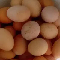 تخم مرغ محلی و پنیر گوسفندی