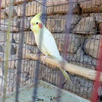 عروس هلندی نر|پرنده|قرچک, مهدیه|دیوار