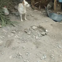 سگ گمشده|حیوانات|جیرفت, |دیوار