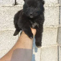 ژرمن بلک نر و ماده و مالنویز|سگ|رشت, شهرک صبا|دیوار