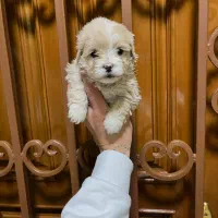 توله سگ های عروسکی خوشکل|سگ|شیراز, جوادیه|دیوار