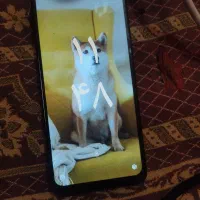 گوشی|موبایل|خاش, |دیوار