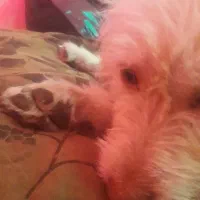 سگ شیتزو|سگ|قم, دورشهر|دیوار