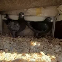 کبوتر پلاکی