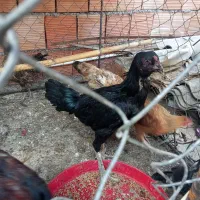 مرغ و خروس لاری فروشی