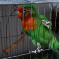 برزیلی نر و ماده فروشی