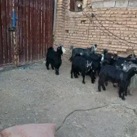 فروش بز جوان داشتی نازدار|حیوانات مزرعه|شیراز, اکبر آباد|دیوار