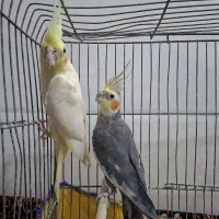 عروس هلندی|پرنده|قم, سید معصوم|دیوار