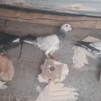 کفتر فروشی|پرنده|تایباد, |دیوار