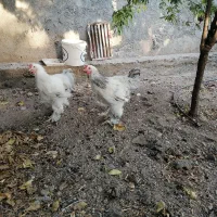 خروس برهما لایت|حیوانات مزرعه|هشتگرد, خور|دیوار