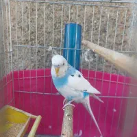 پرنده|پرنده|کهریزک, |دیوار