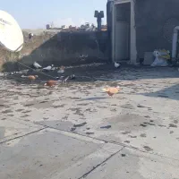 طوقی کاکولدار و عرب|پرنده|مراغه, |دیوار