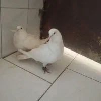 دوجفت کفتر تمیز نروماه جفت دم تخم بشرت|پرنده|بندرعباس, |دیوار