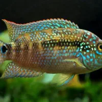 فروشگاه آنجل