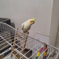 عروس هلندی نر