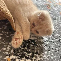 گربه|گربه|بندرعباس, |دیوار