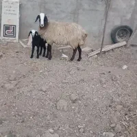 میش شال بره دار