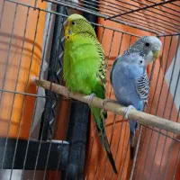 جفت مرغ عشق