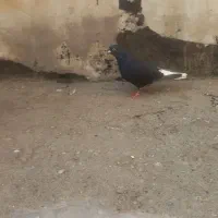 کفتر رنگی|پرنده|تهران, مسعودیه|دیوار