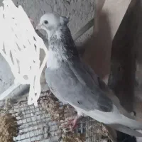 کیف