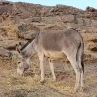 الاغ ماده|حیوانات مزرعه|آبدانان, |دیوار