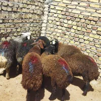 قوچ بره ماده جهت داشتی میش وشیشک|حیوانات مزرعه|قزوین, |دیوار