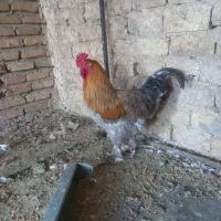 خروس برهما پاتریچ|حیوانات مزرعه|نظرآباد, رسالت|دیوار