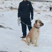 سگ سرابی|سگ|صوفیان, |دیوار